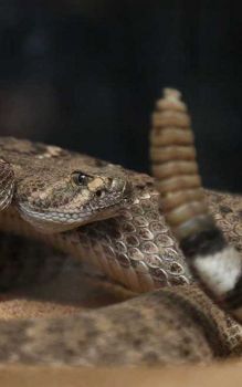 snake removal